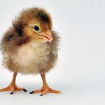 young chick