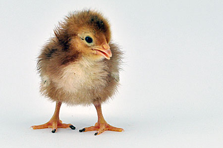 young chick