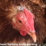 Chicken Missing Head Feathers