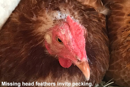 Chicken Missing Head Feathers