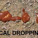 Cecal Droppings