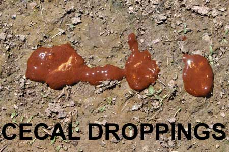 Cecal Droppings
