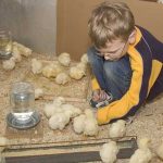 young boy feeding chicks