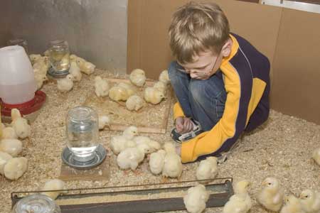young boy feeding chicks