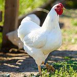 white wyandotte chicken standing outside