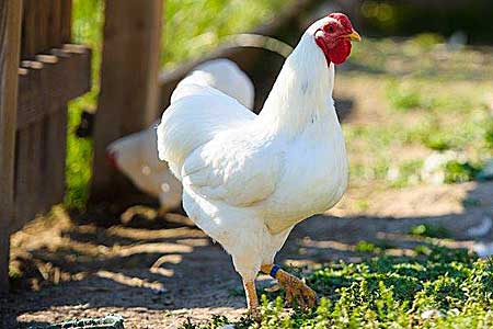 white wyandotte chicken standing outside