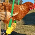 chicken perched on a swing