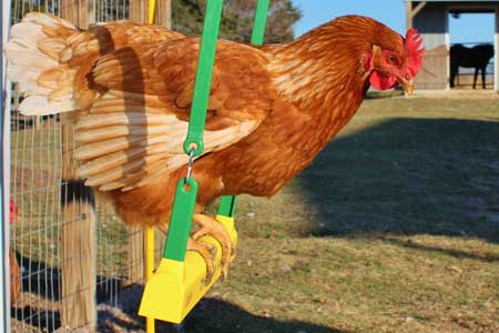 chicken perched on a swing