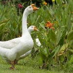 white goose standing outside