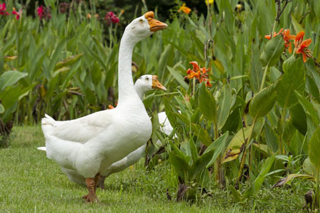 white goose standing outside