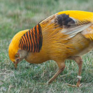Ornamental Pheasants for Sale