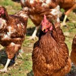 a group of hens molting