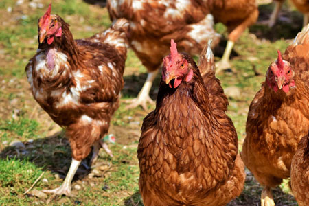 a group of hens molting