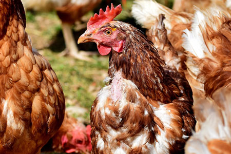 a molting hen