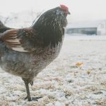 chicken standing in snow