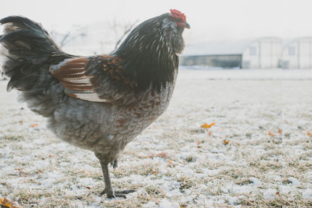 chicken standing in snow