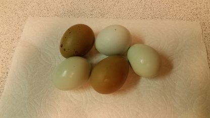 Potluck Rare Eggs