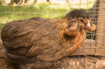 Araucana chicken