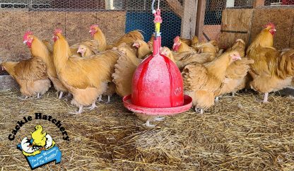 Buff Orpington Exhibition Type