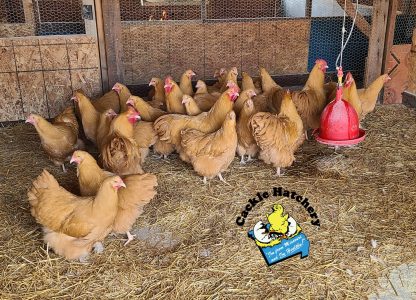 Buff Orpington Exhibition Type