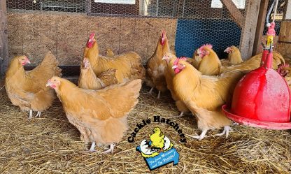 Buff Orpington Exhibition Type