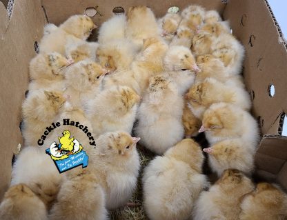 Buff Orpington Exhibition Type