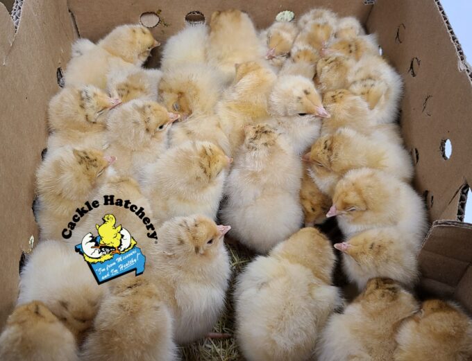 Buff Orpington Exhibition Type