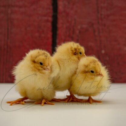 Buff Orpington Exhibition Type - Image 3