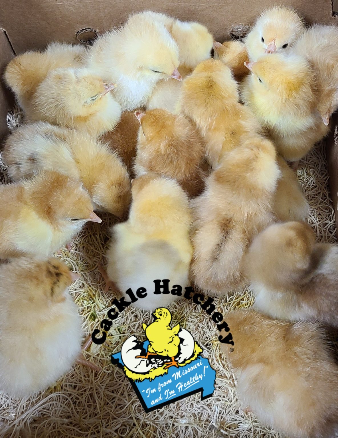 Buff Orpington Exhibition Type Cackle Hatchery