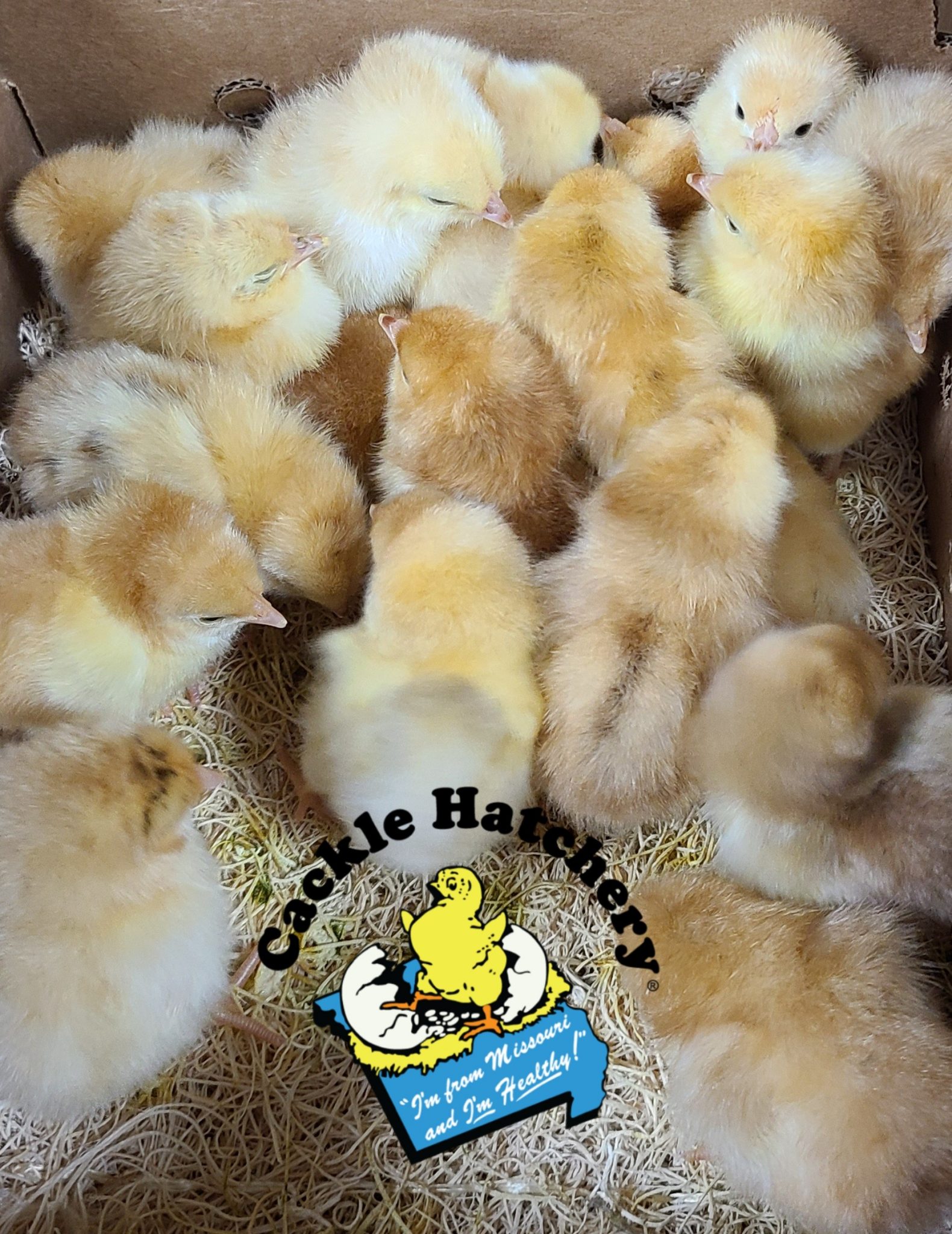 Buff Orpington Exhibition Type Cackle Hatchery