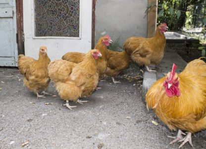 Exhibition Buff Orpington