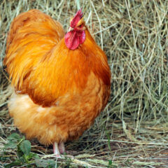 Buff Orpington Exhibition Type