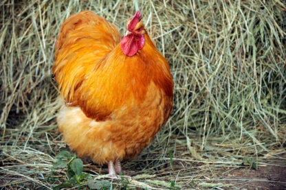 Buff Orpington Exhibition Type