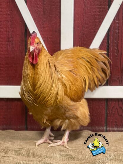 Exhibition Buff Orpington