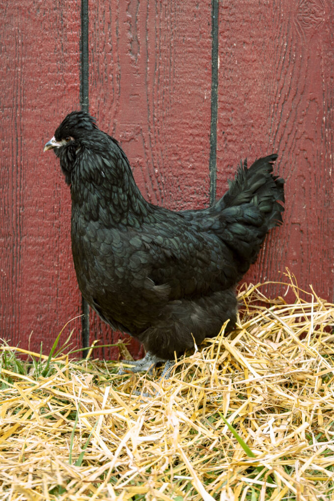 F2 Olive Egger Hen