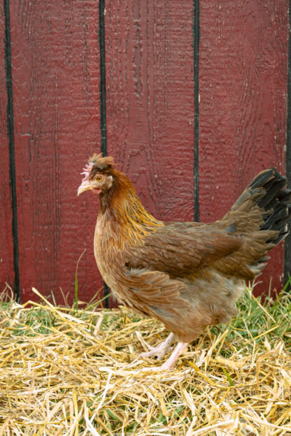 F2 Olive Egger Hen