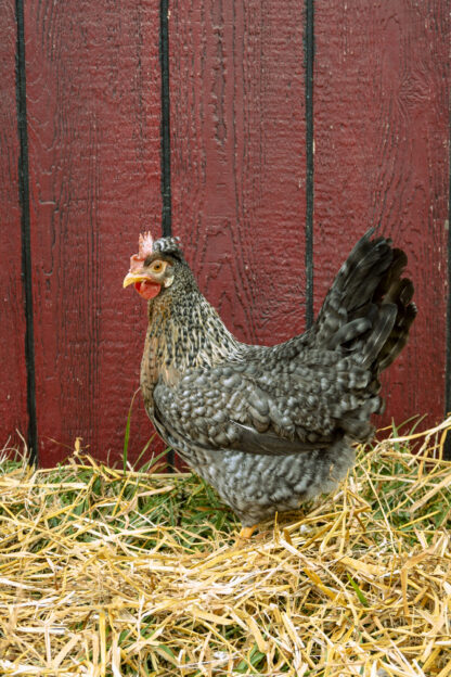 F2 Olive Egger Hen