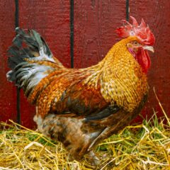 F2 Olive Egger Rooster