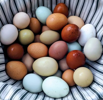 F2 Olive Egger