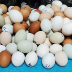 Potluck Rare Hatching Eggs