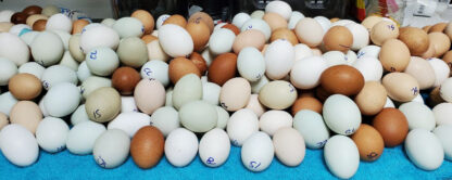 Potluck Rare Hatching Eggs