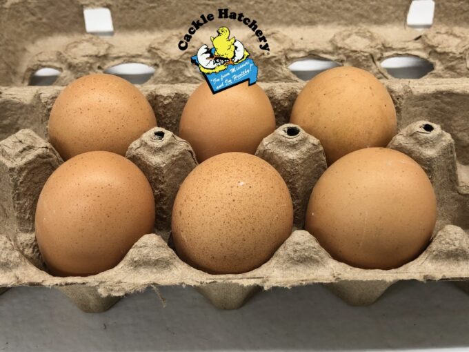 Buff Orpington Exhibition Type - Image 4