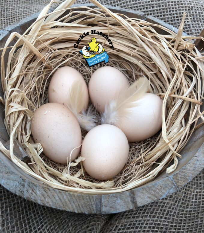 Buff Orpington Exhibition Type - Image 20