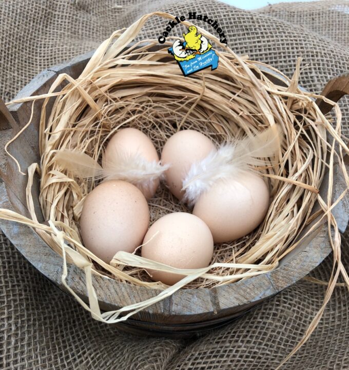 Buff Orpington Exhibition Type - Image 21