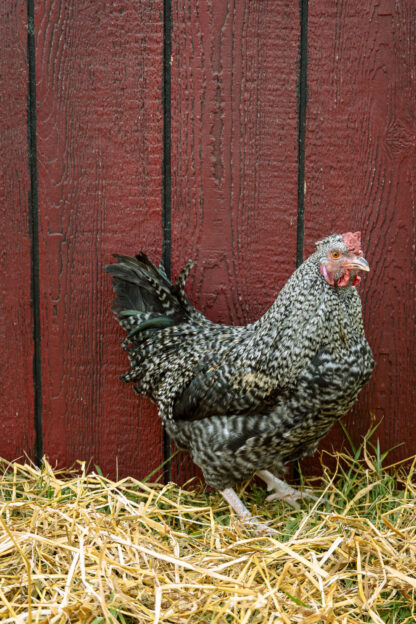 F2 Olive Egger Hen