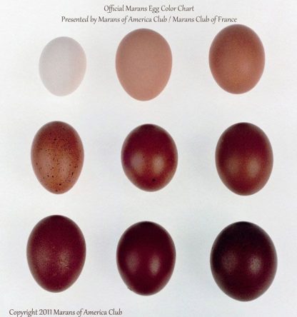Marans egg color chart
