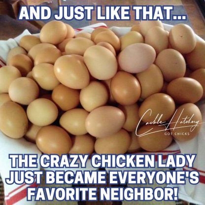 Crazy Chicken Lady Starter Kit