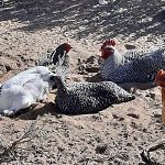 chickens taking a dust bath