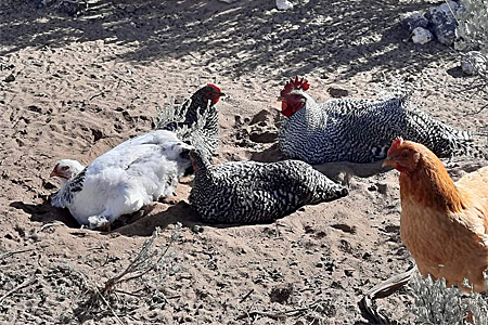 chickens taking a dust bath