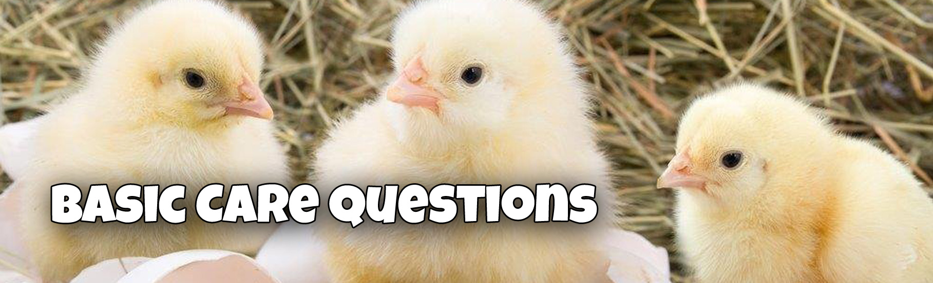 Basic Care Questions